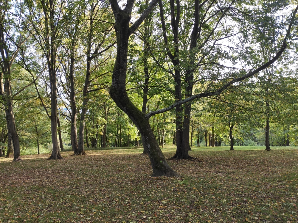 Arbre